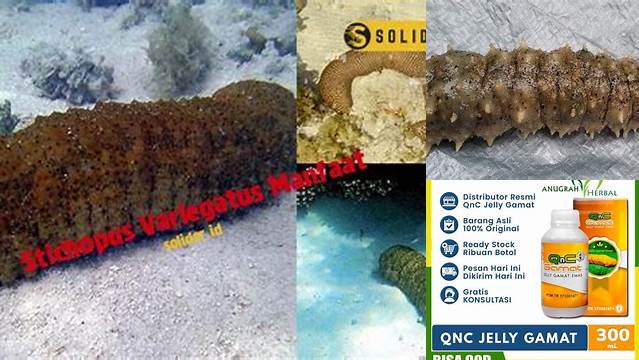 Temukan Khasiat Teripang Stichopus Variegatus yang Jarang Diketahui