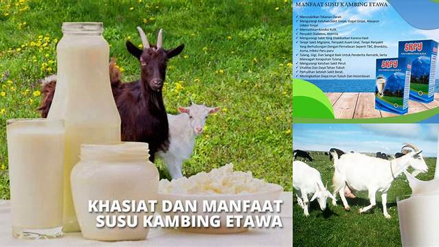 Temukan Manfaat Susu Kambing Etawa yang Jarang Diketahui