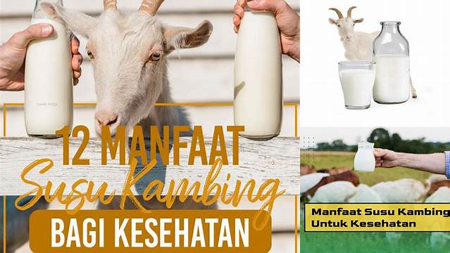 Manfaat Susu Kambing yang Jarang Diketahui, Khasiatnya Menakjubkan!