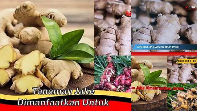 Temukan Manfaat Tanaman Jahe yang Jarang Diketahui, Wajib Anda Ketahui