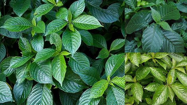 Manfaat Tanaman Keji Beling yang Jarang Diketahui