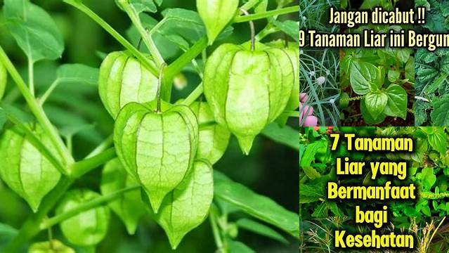 Manfaat Tanaman Liar yang Belum Diketahui