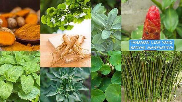 Temukan Manfaat Tanaman yang Tak Terkira, Dijamin Terkejut!