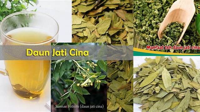 Temukan Khasiat Teh Daun Jati Cina yang Belum Banyak Diketahui