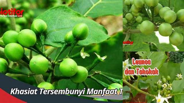 Manfaat Terong Pipit Jarang Diketahui, Wajib Dicoba