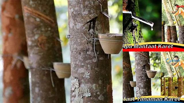 Temukan 3 Manfaat Karet yang Jarang Diketahui dan Penting