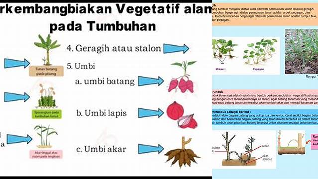 Temukan Beragam Manfaat Perkembangbiakan Vegetatif