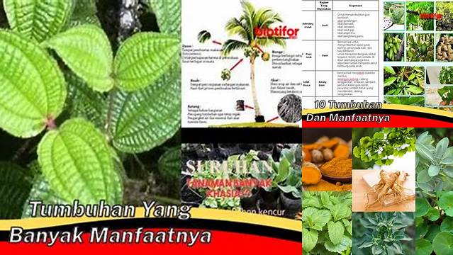 Temukan Manfaat Tumbuhan yang Jarang Diketahui!