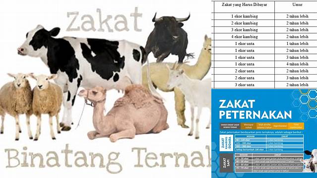 Zakat Binatang Ternak